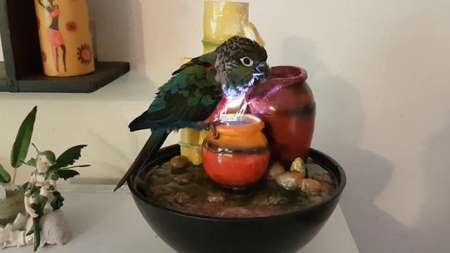 153 - LOLA la conure et sa fontaine privée