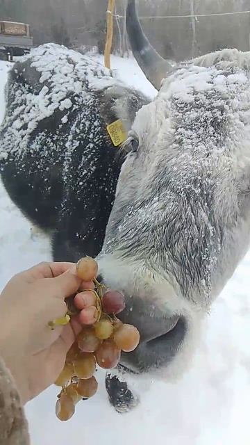 VID_20250312_230723_282.mp4