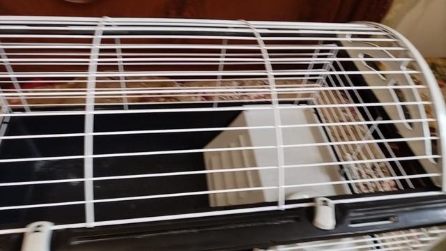 VID_20250312_125056.mp4