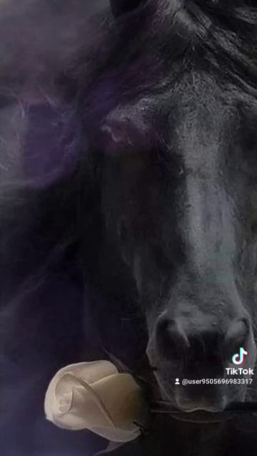 моя слабость, лошади!