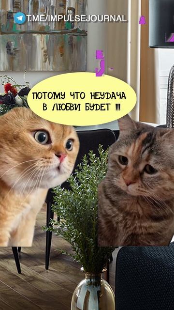 Суеверие #мыкотики #вмем #разговор #анекдот #шутки #животные #юмор #кошки #смешное #мемы #скетчи