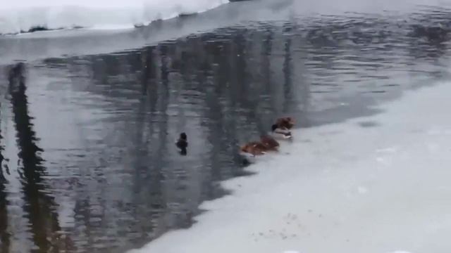 Завораживающие зрелище, дикие утки зимой на льду.