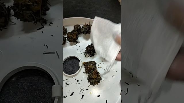 чай из мандарина в капсулах