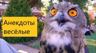 Сова, попугаи - веселые анекдоты