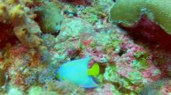 Mergulho no Canal do Uruaú - CE / Diving in Brazil , Ceará