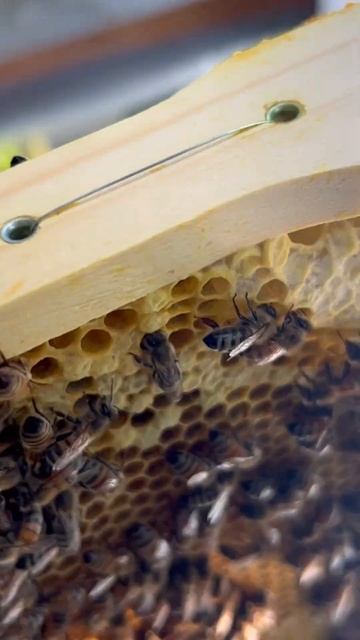 Oh Boy!! Drone Larve and Queen Cells 🥜 (Checking the Bees) #shorts #beekeeping