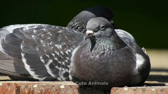 CUTE LITTLE ANIMALS - BEAR, PANDA, CAT, EAGLE, DUCK - ANIMAL SOUNDS |  ANIMAL MOMENTS