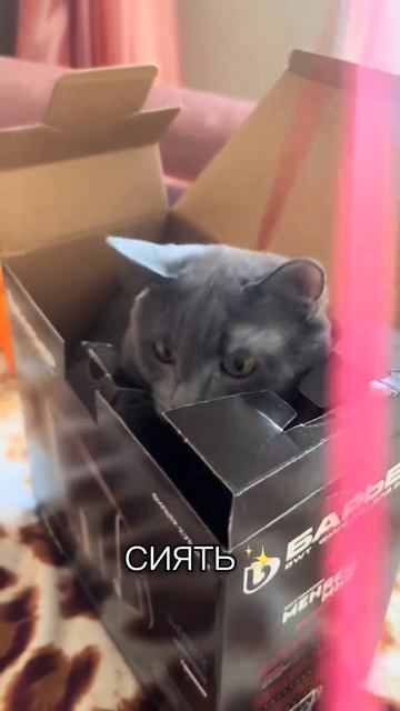 Я очень люблю коробки, это лучше любой игрушки, мяу