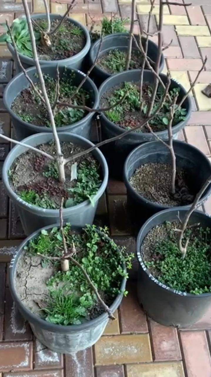 Трехлетние саженцы инжира с доставкой по России от Small Gardens