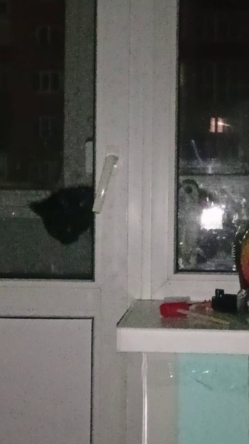 Кот просится домой