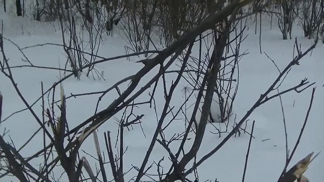 Поиск зайца троплением.