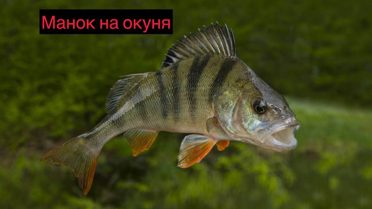 Снасть будущего под названием "Манок". Новые технологии в рыбалке.