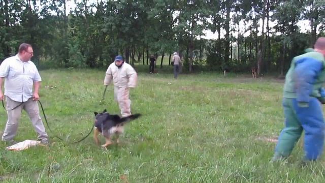 Хельхаус Цанта, защита от двух нападающих на поводке ...