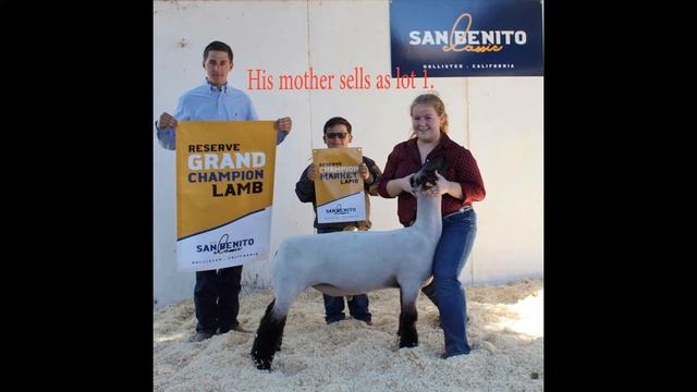 bred ewe sale video - official