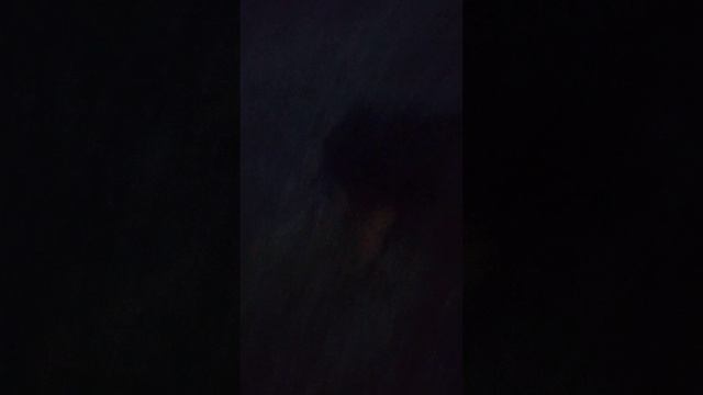 Дина: я гуляю с хозяйкой