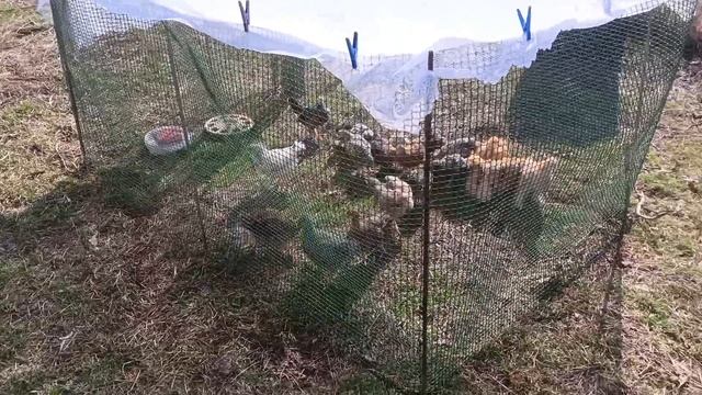 Пришла весна - свободу курам!