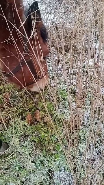 Нашли с лошадкой🐴 свежую травку посреди зимы.