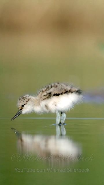 Chick of the Pied Avocet #Birds #Chicks