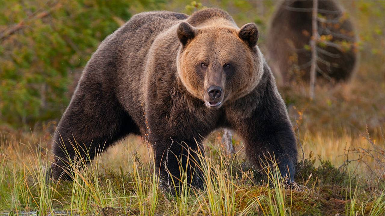ORSO