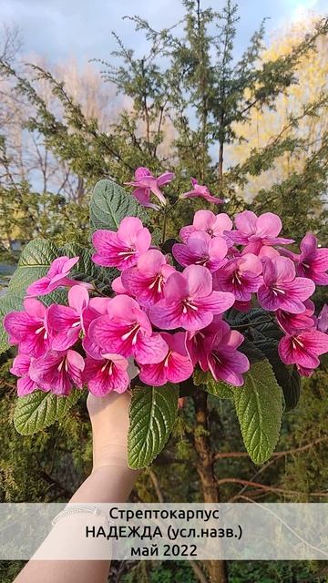 Красивейший стрептокарпус Aly's Rose Cherub цветет в мае