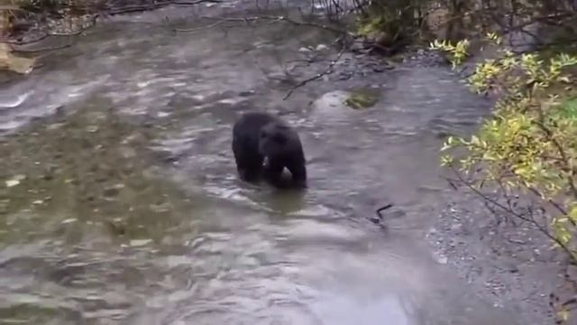 Wildlife video |New animals video | best completion video of Wild animals 2021 | wildlife sighting