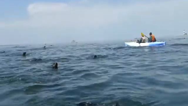 Kayak Tour to the seals at Pelican Point | African Desk Tour Operator