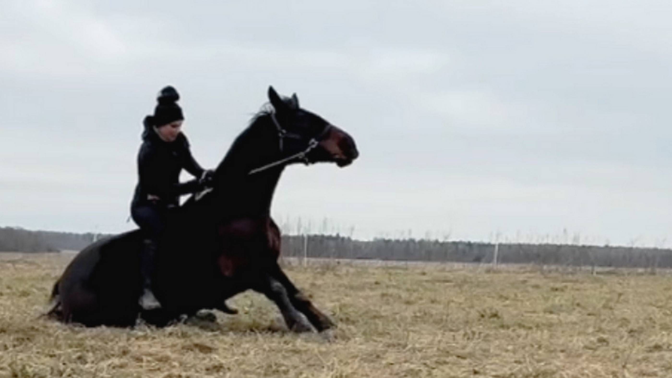 Укладка лошади.Онлайн ученик Horse Familу +79515024687