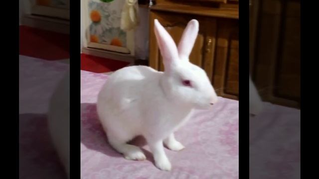 #FUNNY_RABIT_ON_WASHFACEN_||PEOPLE CALLS ME SNOW BALL_#SHORTS#CRAZYFISHINGINMALAYALAM #cutebunny