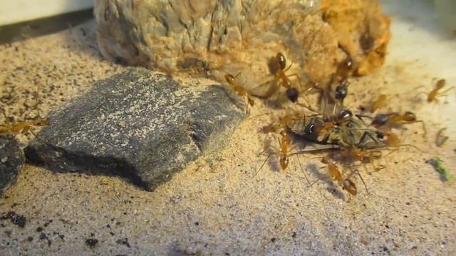 Мои муравьи-Camponotus maculatus- Охота на слепня
