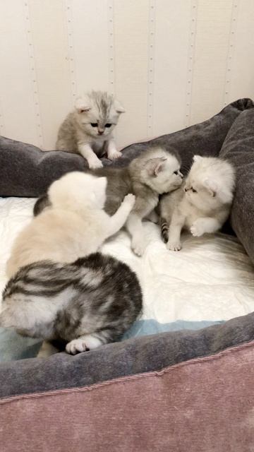 Котятам кошки Кайли 22 дня.