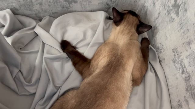 Размурчала кота