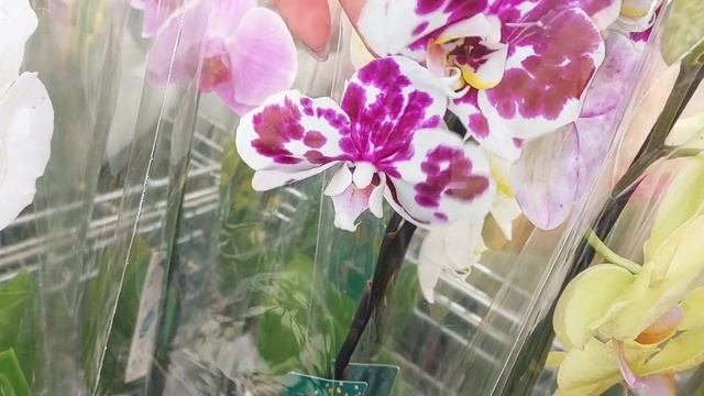 4.03.24 #Цветы в ЛЕНТЕ🌸 #ОБЗОР 🌿Букеты🌿 #орхидеи 🌸 #тюльпаны #растения #розы 🌿ТРЦ Ривьера #Липецк