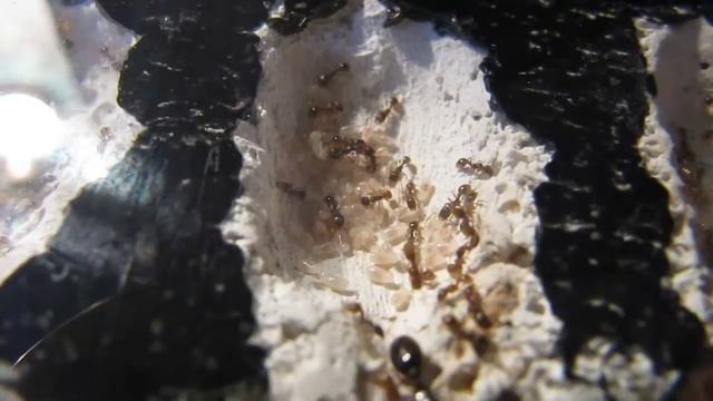 Tetramorium sp.
