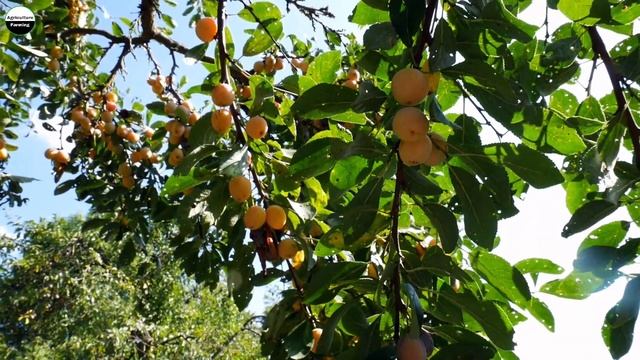 ProGibb Easy 🤔 जिब्रेलिक एसिड हार्मोनल का क्या काम होता है ? Gibberellic Acid 😳 Growth Hormone 🌾
