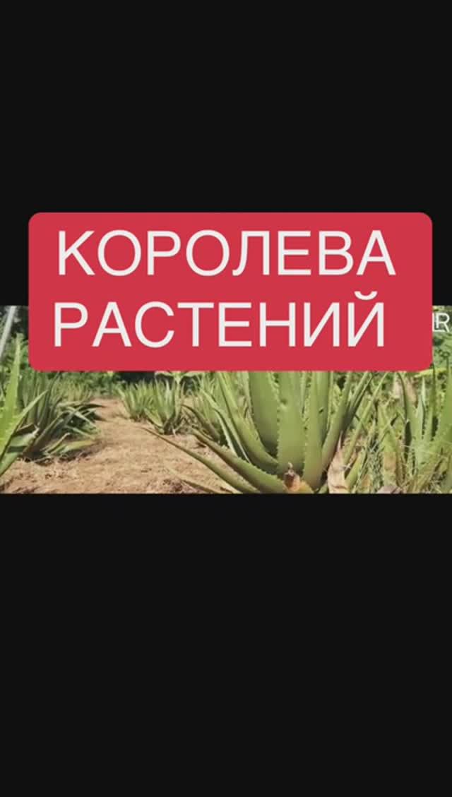 ALOE VERA - КОРОЛЕВА РАСТЕНИЙ