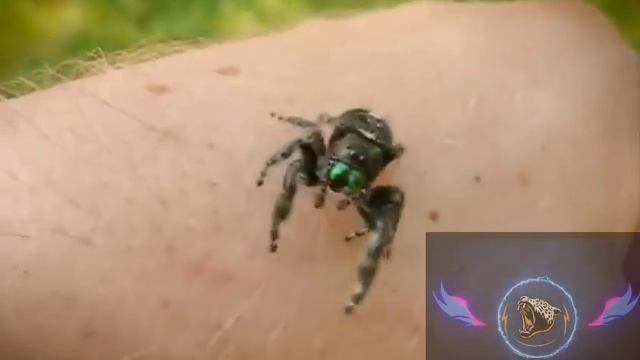 ESPECIES DE ARAÑAS SALTARINAS// algunas seran peligrosas?//  cual es su cortejo de apareamiento?