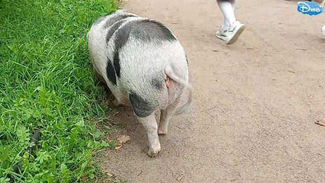 СВИНЬЯ в центре Питера | ШОК !!! | СЕНСАЦИЯ PIG 2021