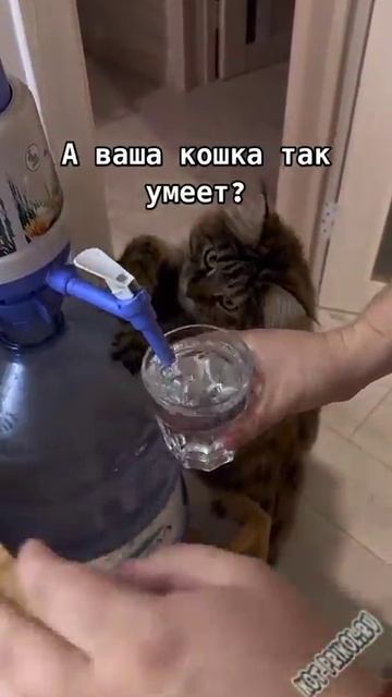 ваша кошка умеет так