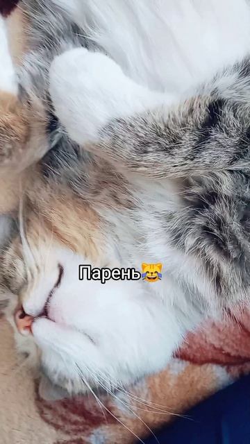 Мяу-парень🤣
⠀
#юмор #люблюкошек #кареглазаяблондинка #AlinaKlyukva #котомания