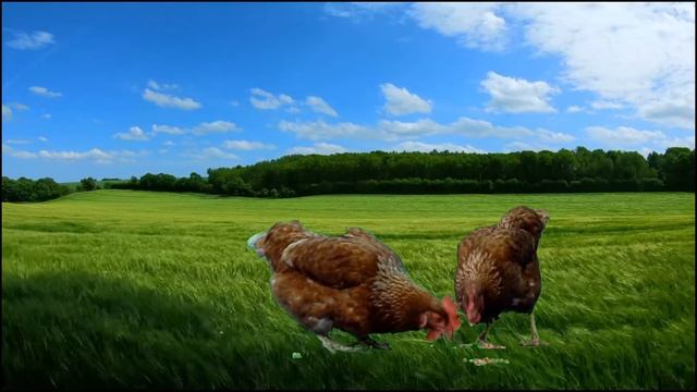 Видео про курицу