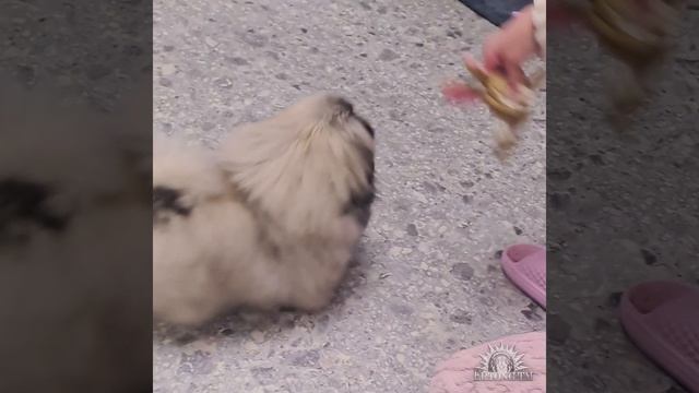 Щенок пекинеса солнечный зайчик