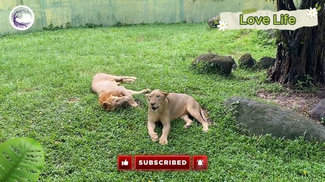 Love Life: Goose, Rhino, Turtle, Bear, Leopard, Rabbit - Animal Sounds