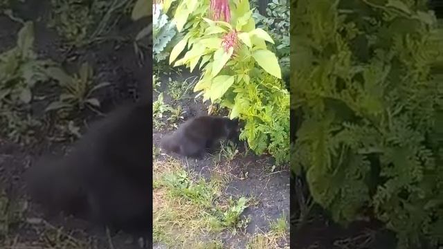 Зверинец Матроса Огурцова2