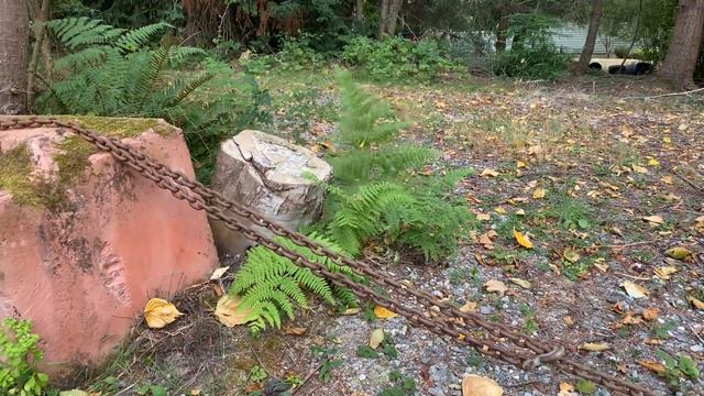 Sword Fern waves at you continuously near Helen Smart’s driveway.  August 2022