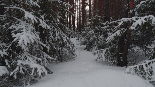 Сказочные места. Умиротворение заснеженного леса с ёлочками. Релакс видео в 4К.
