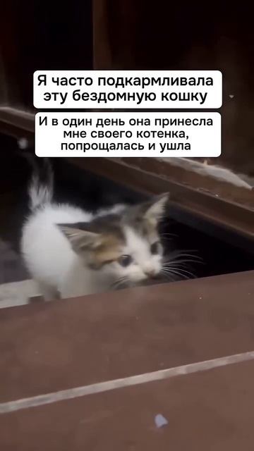 Вот так и находят дом 💖