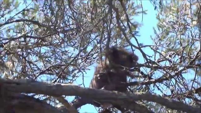 Koala - this time not in the old gum-tree...