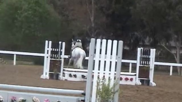 Heirloom - 7 Yr old ISH Mare - Short Stirrup Hunters - Brookside Premiere Horse Show