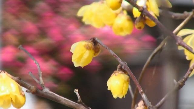 小雪の舞った日のロウバイ