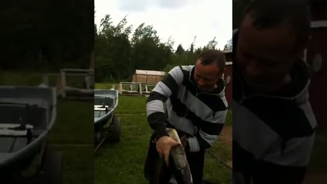 улов Щука 4,98 кг. Монстр финского залива